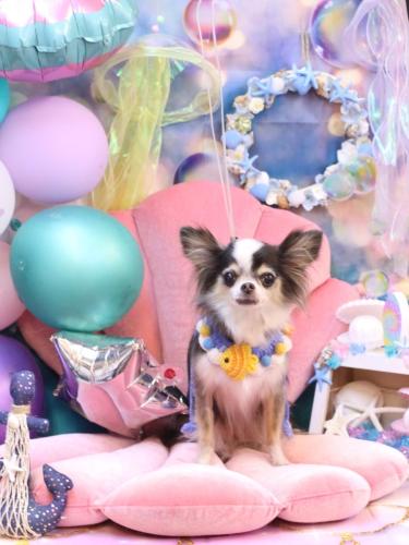 20240816ひめちゃん